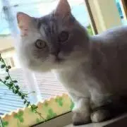 ＨＡＲＵ