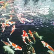 マサロック