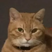 にゃんず