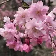 MSastroglxyの画像
