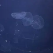 湯の画像