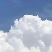 茶