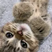 ツキの画像