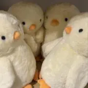 ひよこの画像