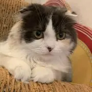 hii