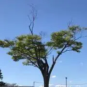 ふふの画像