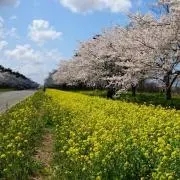 くぅの画像