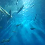 おもちの画像