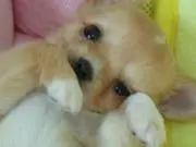 taramocoの画像
