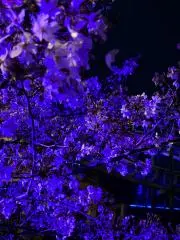 ichino -プロフ必読-の画像