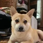 まににん