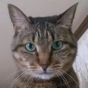 みーたの画像