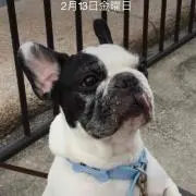 てんちゃんの画像