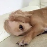 なな