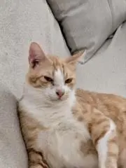 ラティフ