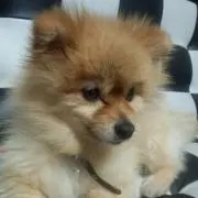 ゆいあママの画像