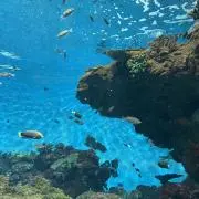 kentの画像