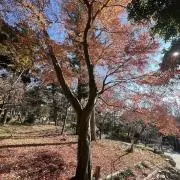 赤ズキン