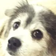 カニくんの画像