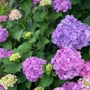 yuyu♪の画像