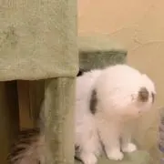 抹茶パフェの画像