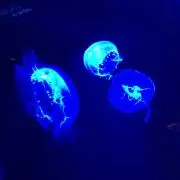 無言OKの画像