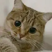 ミズの画像