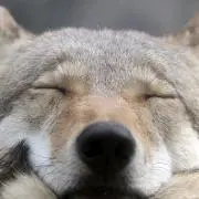 ウルフルフの画像