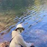 いーぬの画像