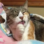 みみすけ☆の画像