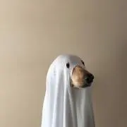 ハナの画像