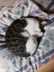 nsoの画像