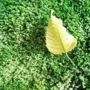 もふもふ