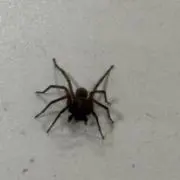 aninomiaの画像