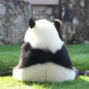 パンダの子の画像