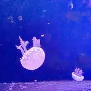 Rikiの画像
