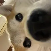 しろ