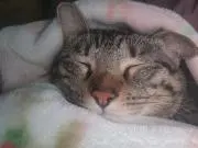 カオリの画像