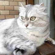 茶々 (ChaCha)の画像
