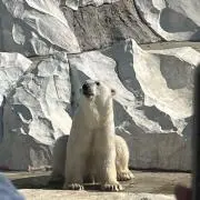 めいろうし