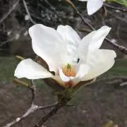non