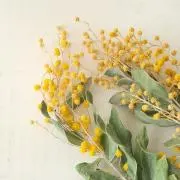のんの画像