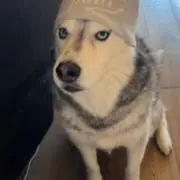 だてめがね