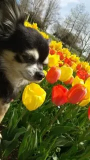 chibiの画像