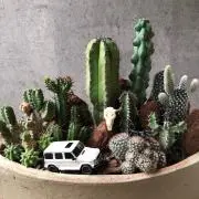 ミスターオシャレ番長の画像