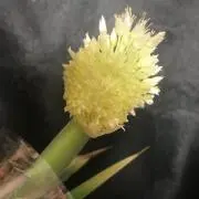 たんたん