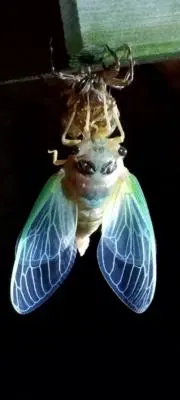 ノーリーの画像
