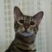 トラ４号