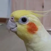 ポーちゃんの画像