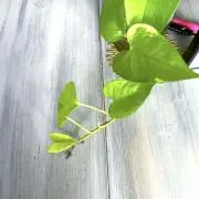 にこまるの画像